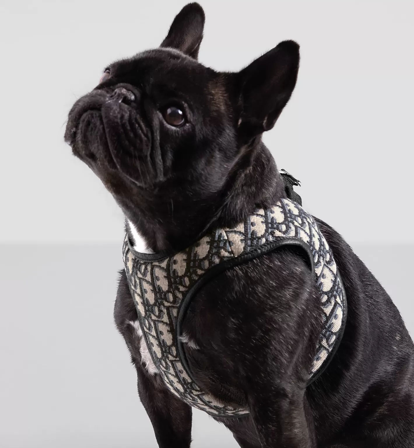 DIOR Pet Harness Clearance