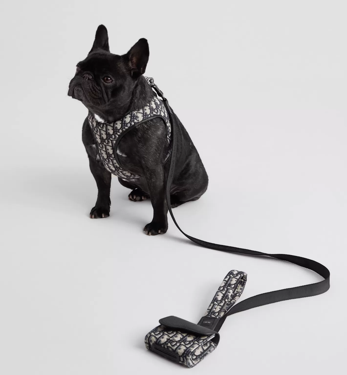 DIOR Pet Leash Clearance